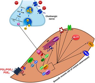 Ionic Channels as Potential Therapeutic Targets for Erectile Dysfunction: A Review